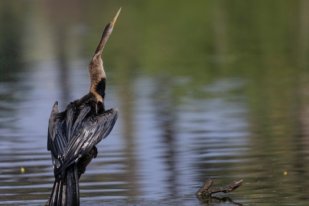 Un uccello con un lungo becco e un lungo becco si trova nell'acqua.