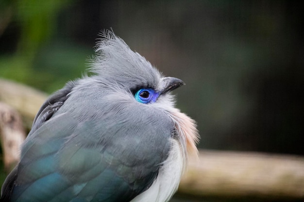 Un uccello con un occhio azzurro