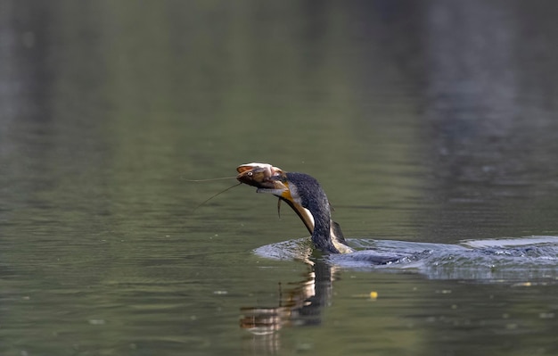 Un uccello con un pesce in bocca