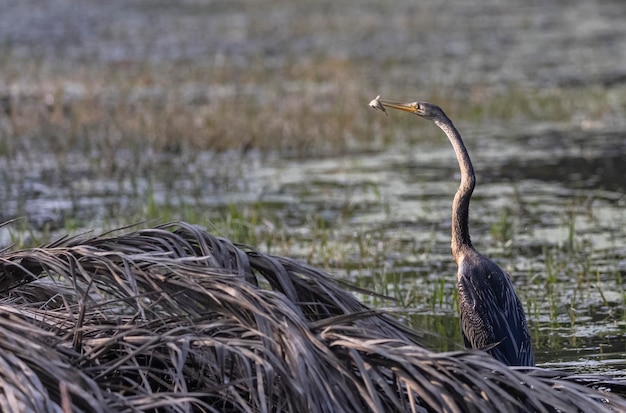 Un uccello con un pesce nel becco