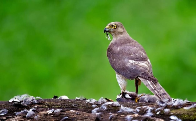 Un uccello con uno sfondo verde dietro