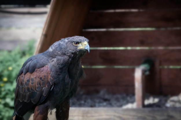 un uccello da preda in cattività un bellissimo predatore di uccelli