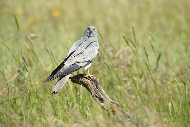 Un uccello dal becco giallo è in piedi su un palo di legno.