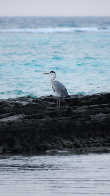 Un uccello dal collo lungo si trova su una spiaggia rocciosa.