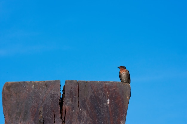 Un uccello del sorso su cielo blu.