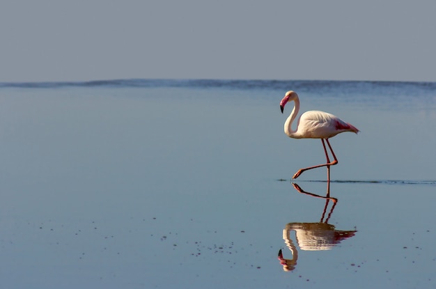 Un uccello di fenicottero rosa africano che cammina per la laguna e cerca cibo
