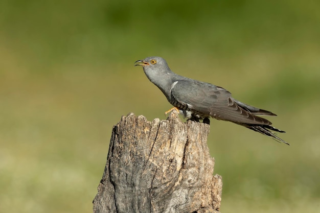 un uccello è appoggiato su un tronco con uno sfondo verde