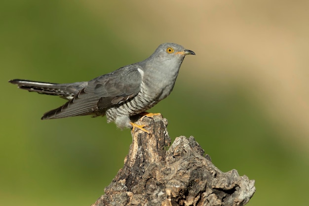 un uccello è appoggiato su un tronco d'albero