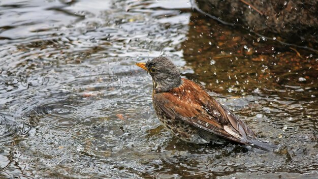 un uccello è in acqua con gocce d'acqua