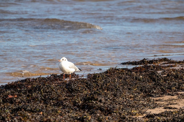Un uccello è in piedi sulla spiaggia