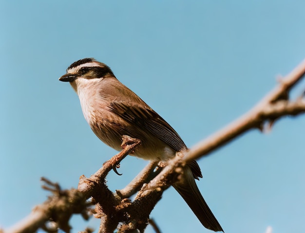 Un uccello è seduto su un ramo con un cielo blu sullo sfondo.