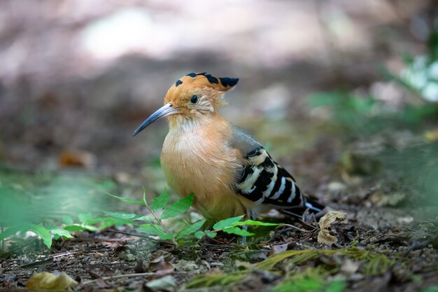 Un uccello endemico dell'upupa del Madagascar, con un piumaggio colorato