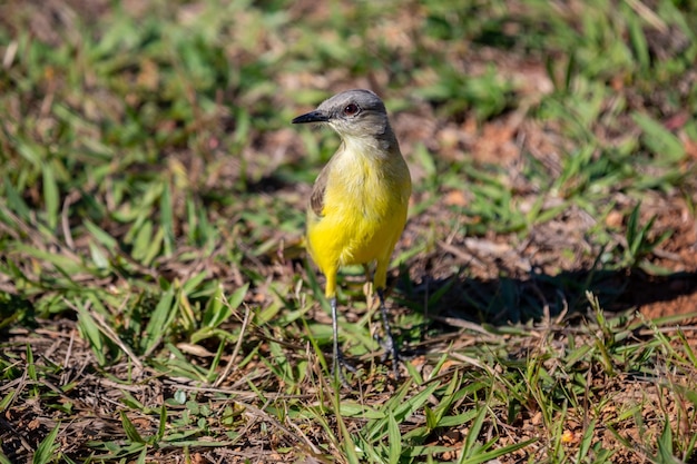 Un uccello giallo e nero è in piedi nell'erba.