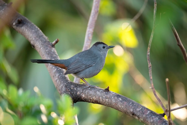 Un uccello grigio seduto su un ramo d'albero negli arbusti estivi della Florida