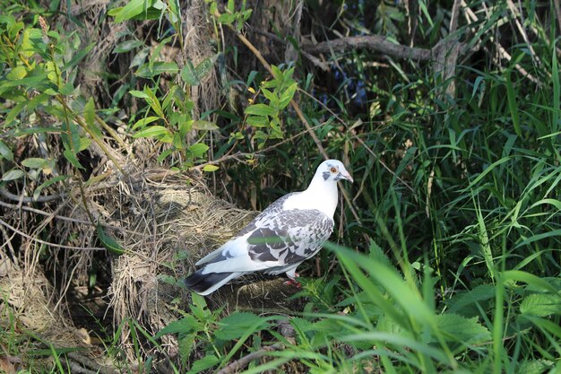 Un uccello in piedi su un tronco nell'erba