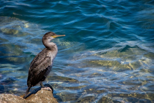 Un uccello in piedi su una roccia