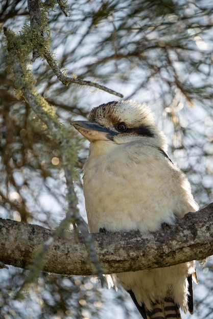 Un uccello in un albero