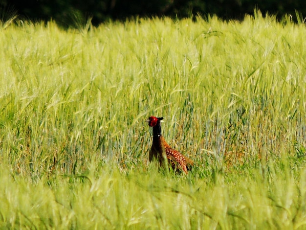 Un uccello in un campo