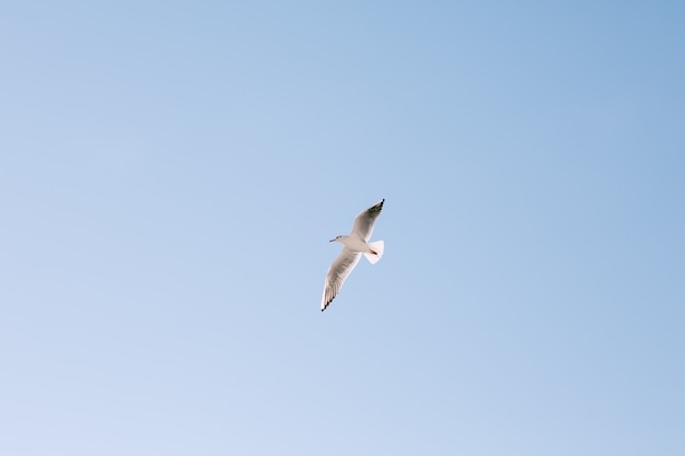 Un uccello in volo nel cielo blu chiaro