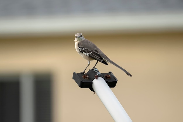 Un uccello mockingbird settentrionale appollaiato su un palo di recinzione