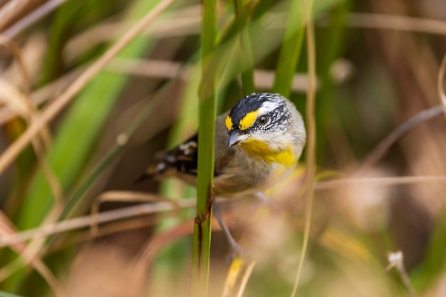 Un uccello molto piccolo e dalla coda corta noto come Pardalote striato (Pardalotus striatus)