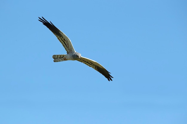 Un uccello nel cielo