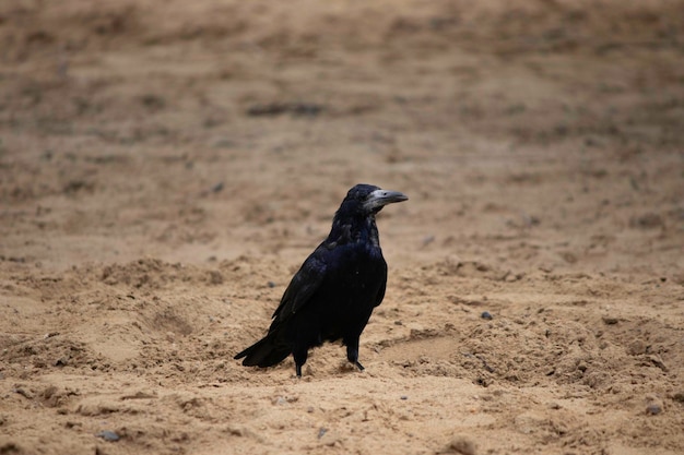 un uccello nero cammina sulla sabbia, un corvo cammina