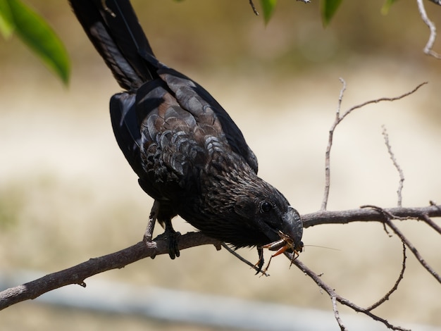 Un uccello nero catturò una cavalletta sul ramo