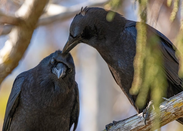 Un uccello nero con un piccolo becco su un ramo di un albero