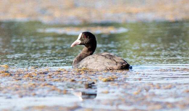 Un uccello nuota sul lago.