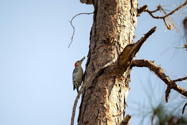 Un uccello picchio dal ventre rosso appollaiato su un ramo di un albero nei boschi estivi della Florida