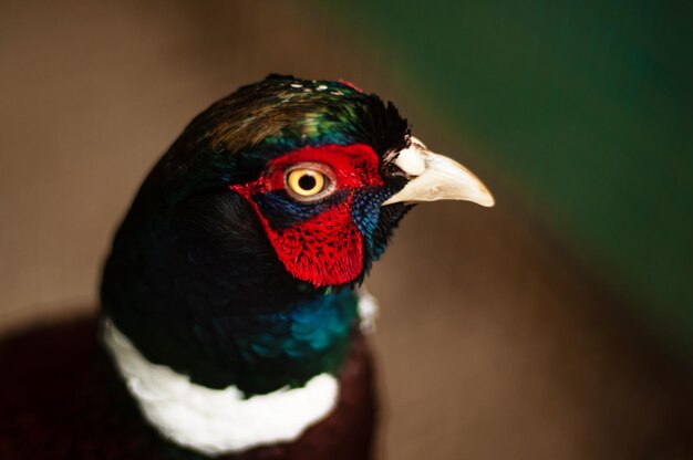 Un uccello rosso e verde con una striscia bianca sul muso