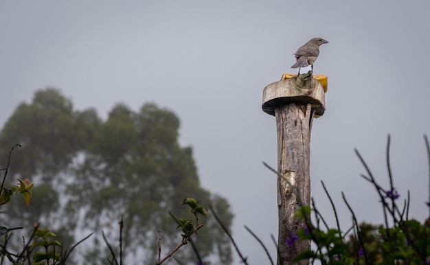 Un uccello Shiny Cowbird Molothrus bonariensis che si gode la banana in una giornata fredda e umida nel campo