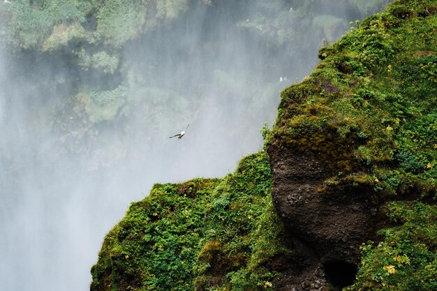 Un uccello si librava su una lussureggiante scogliera vicino alla cascata