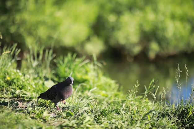 Un uccello si rilassa in uno stagno su un lago in una giornata di sole. Le ninfee ondeggiano sullo sfondo.