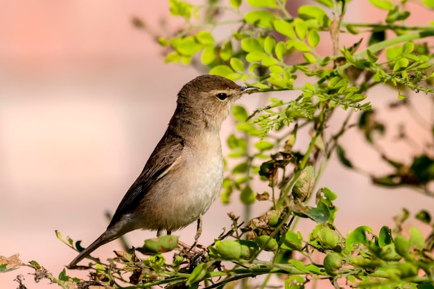 Un uccello si siede su un ramo con foglie verdi e la parola "uccello" su di esso.