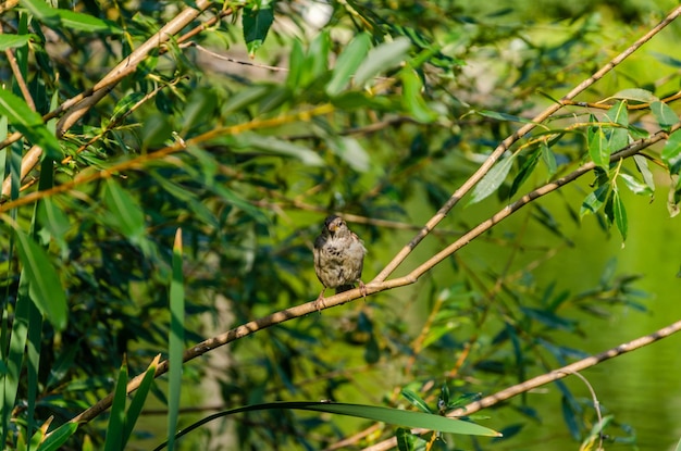 Un uccello si siede su un ramo davanti a delle foglie verdi.