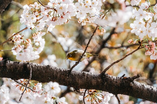 Un uccello si siede su un ramo di un ciliegio con fiori bianchi sullo sfondo.