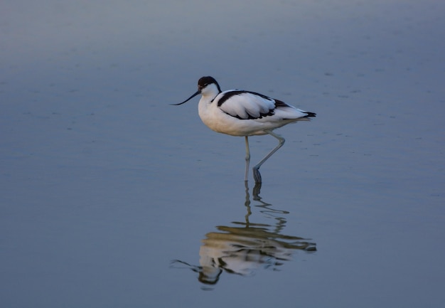 Un uccello su un lago