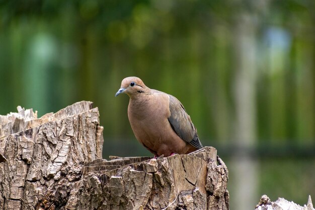 Un uccello su un tronco d'albero