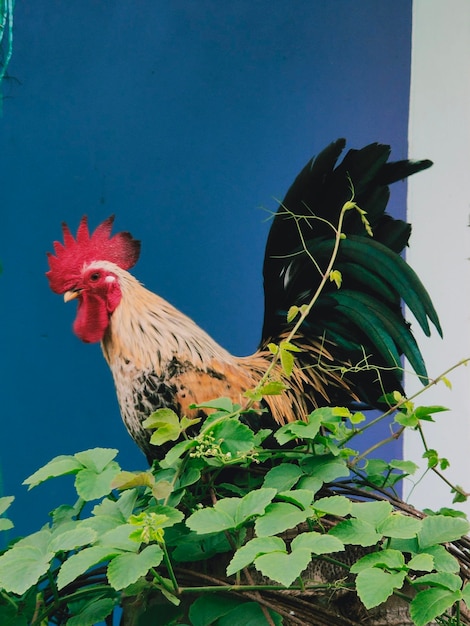 Un uccello su una pianta