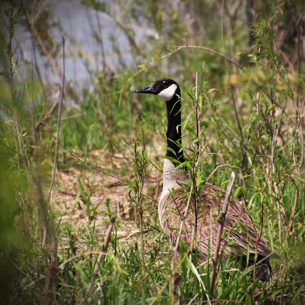 Un uccello sul campo