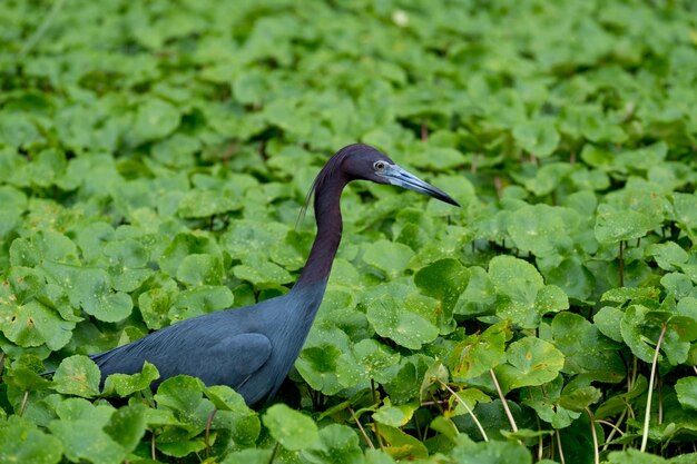 Un uccello tra le foglie