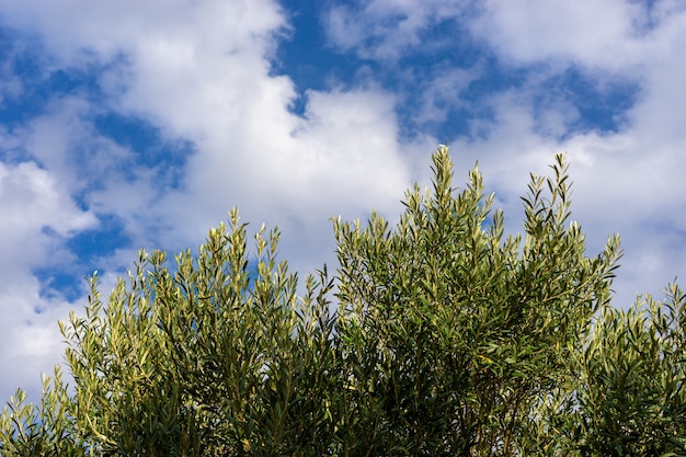 Un ulivo con gli ulivi e il cielo azzurro con le nuvole