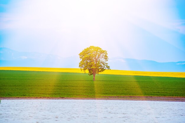 Un unico albero