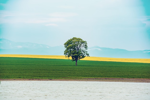 Un unico albero