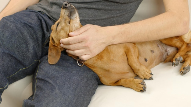 Un uomo che accarezza un bassotto dai capelli rossi. Un bel cane giace sul divano.