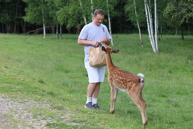 Un uomo che alimenta il simpatico cervo Sika bambi allo zoo di contatto. L'uomo viaggiatore felice gode di socializzare con gli animali selvatici nel parco nazionale in estate.