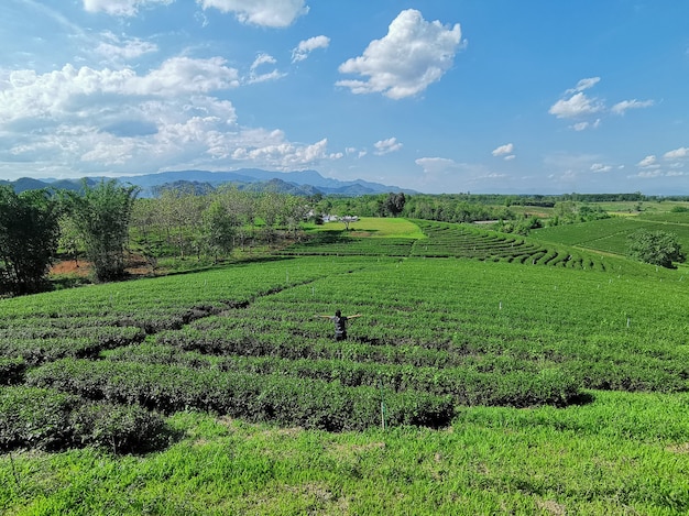 Un uomo che alza le braccia nella piantagione di tè Choui Fong. - felice e rilassato Chiang Rai, Thailandia