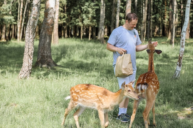 Un uomo che dà da mangiare a un simpatico cervo maculato bambi allo zoo di contatto. L'uomo viaggiatore felice gode di socializzare con gli animali selvatici nel parco nazionale in estate.